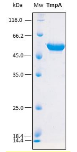 SDS-PAGE analysis (15%) of 5 μL of recombinant TmpA. Purity is > 95% as determined by gel electrophoresis.